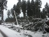 Nach Orkan Friederike  - Silberborner Strasse  (1)